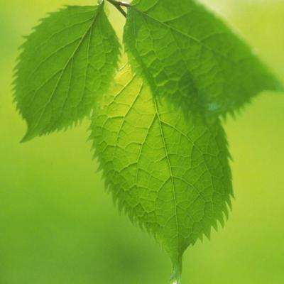 42982金牛网论坛app下载